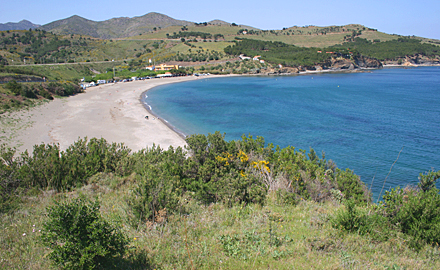 Colera